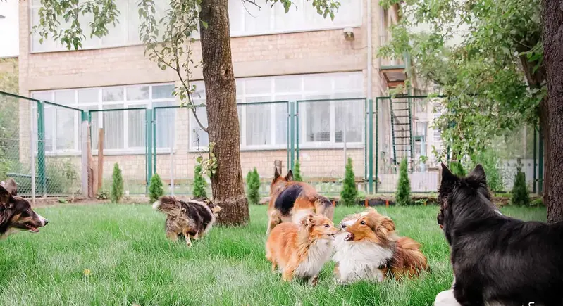 M3M Soulitude Gurugram Pet Park